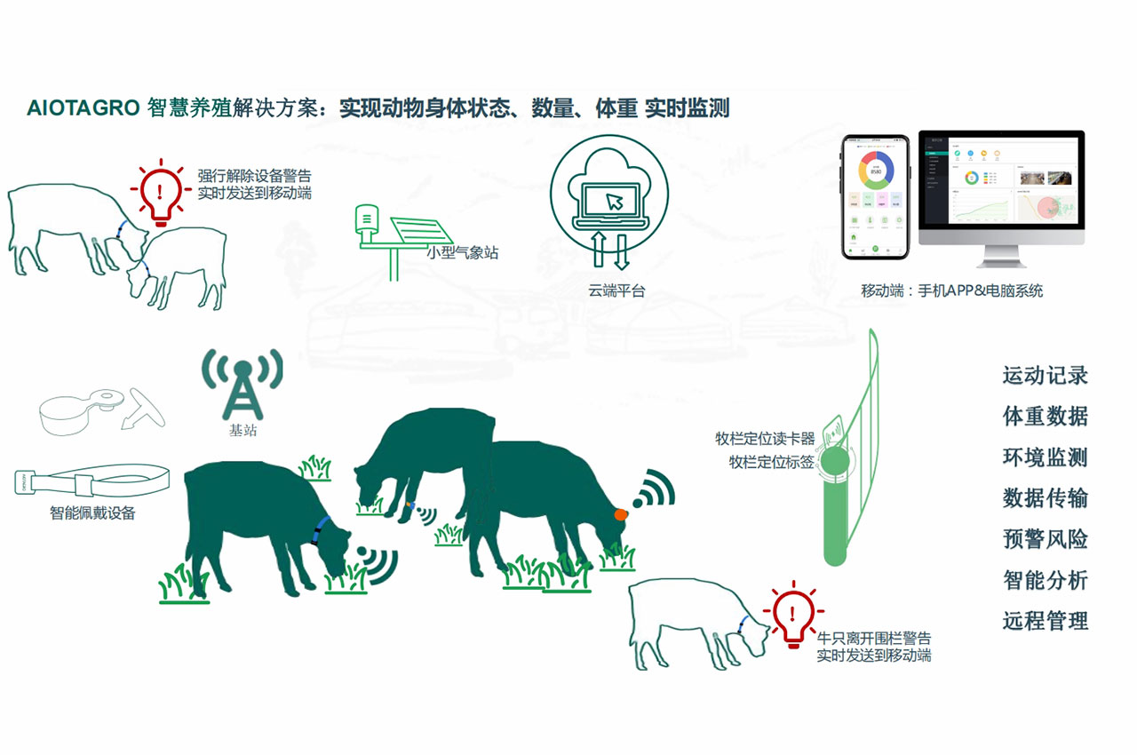 智慧养羊高效管理：羊群管理的智能化解决方案